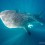One of the best days in our life – Whalesharks, Manta Rays, Tigersharks & Dolphins